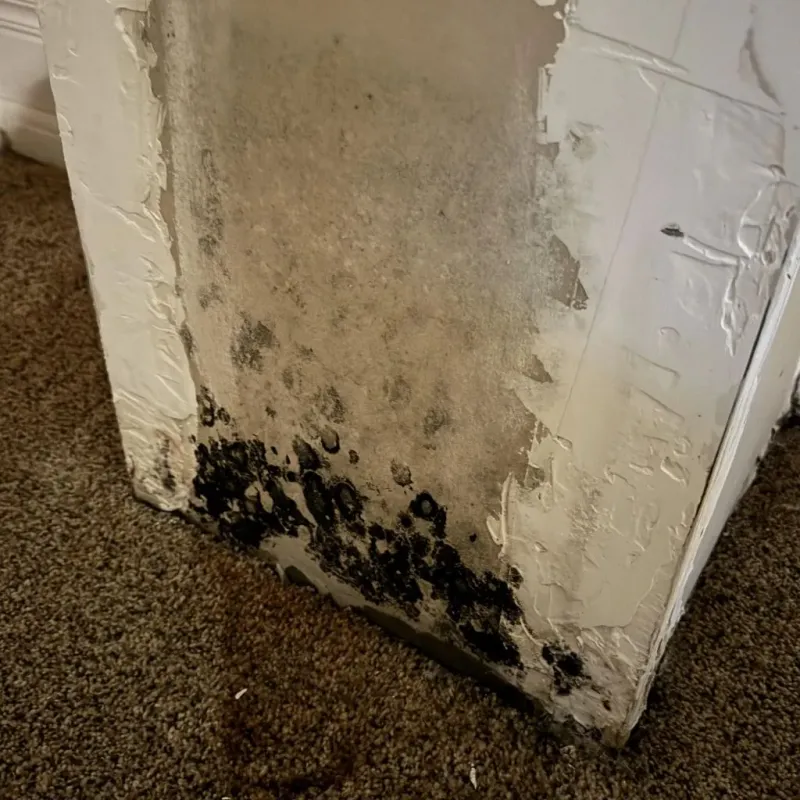 Professional Mold Removal in Wyandotte County, KS